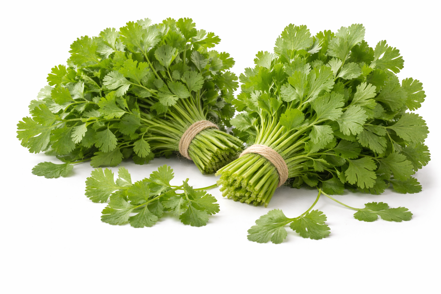 Coriander Leaves